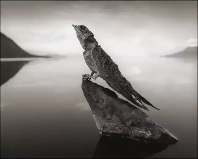Conoce el lago Natrón, donde los animales se transforman en estatuas de sal