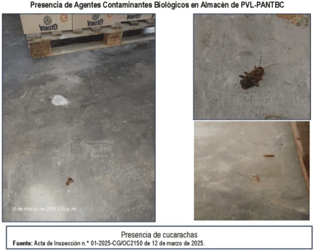 Insectos y posible excremento encontrados. Foto: Contraloría    Insectos y posible excremento encontrados. Foto: Contraloría