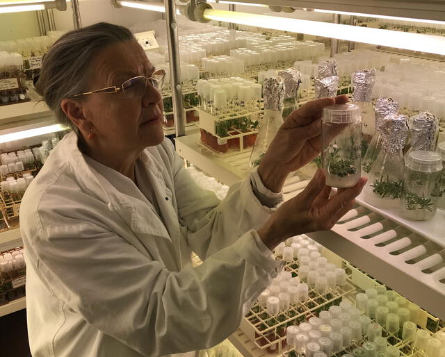 La bióloga Svetlana Yashina lideró un proyecto para resucitar la especie de planta Silene stenohylla, que se remonta a la última Edad de Hielo. Foto: Academia Rusa de Ciencias