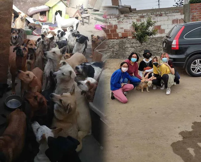 Los interesados pueden apadrinar a las mascotas o hacer voluntariado en el albergue que está ubicado en Lurín. Foto: Albergue Mi Amigo de Cuatro Patas