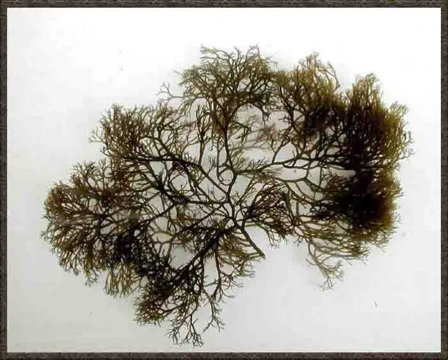  La especie de alga Gracilaria tikvahiae. Foto: University of Hawaii   