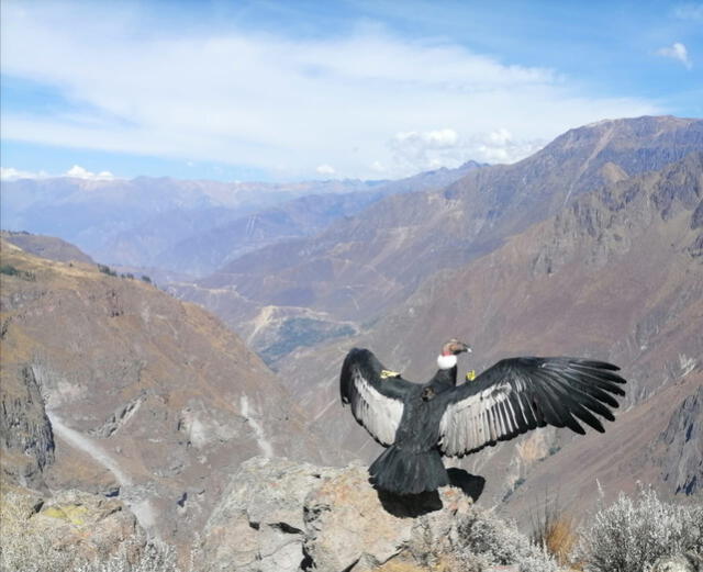 El cóndor andino es el ave voladora más grande del Perú. Foto: Serfor