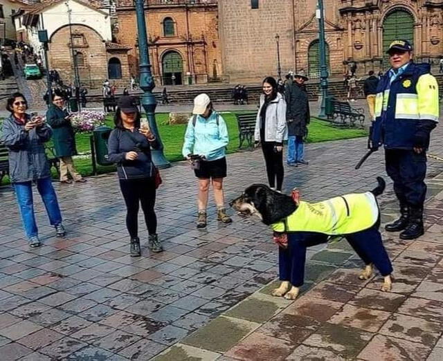  Can es toda una sensanción en calles de Cusco. Foto: difusión   