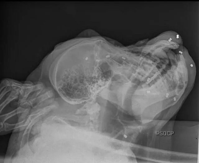Rayos X de las balas en la cabeza del animal. Foto: EPA