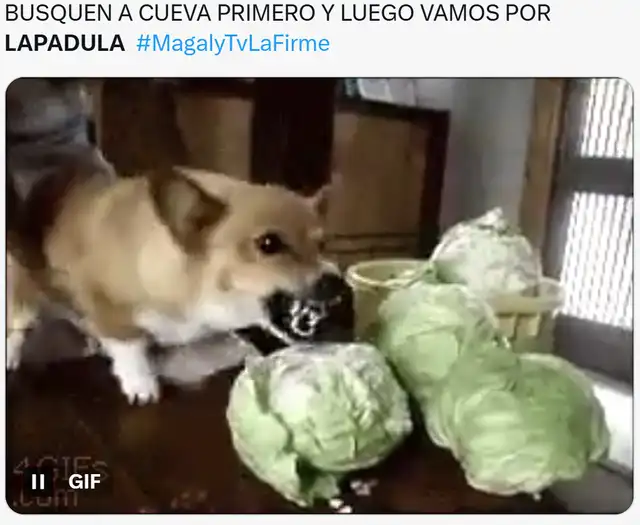  Divertidos memes sobre el ampay de Gianluca Lapadula. Foto: X    