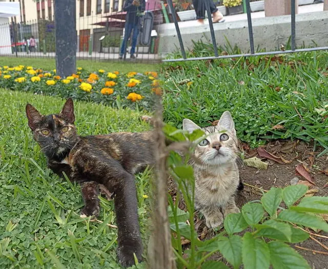 Todos los gatitos del parque de Miraflores están esterilizados y listos para encontrar a una nueva familia. Foto: Gatos Kennedy Oficial