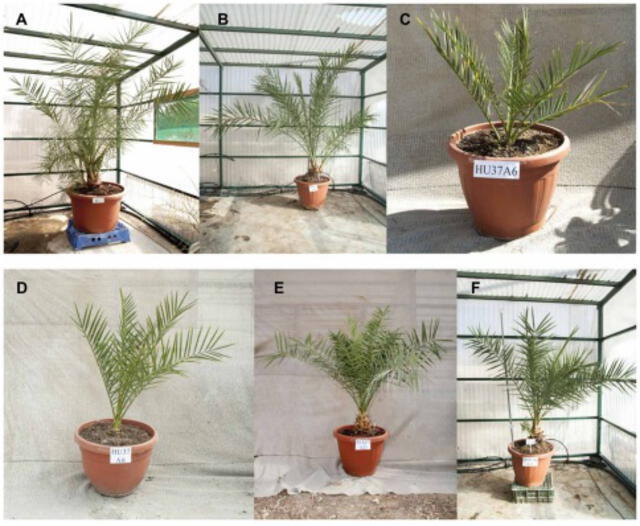  Seis árboles lograron crecer de las semillas recuperadas. Foto: Science Advances   