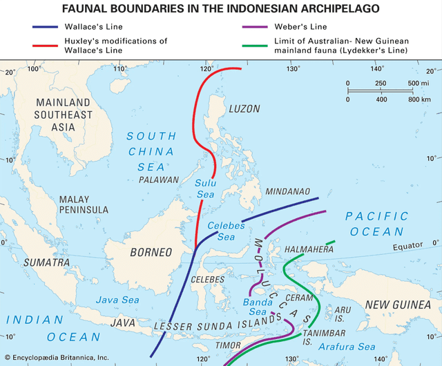  Línea de Wallace. Foto: Enciclopedia Británica.   