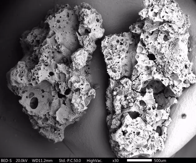 Imagen microscópica de los restos carbonizados de alimentos que fueron cocinados por los neandertales. Foto: Ceren Kabukcu / Universidad de Liverpool.