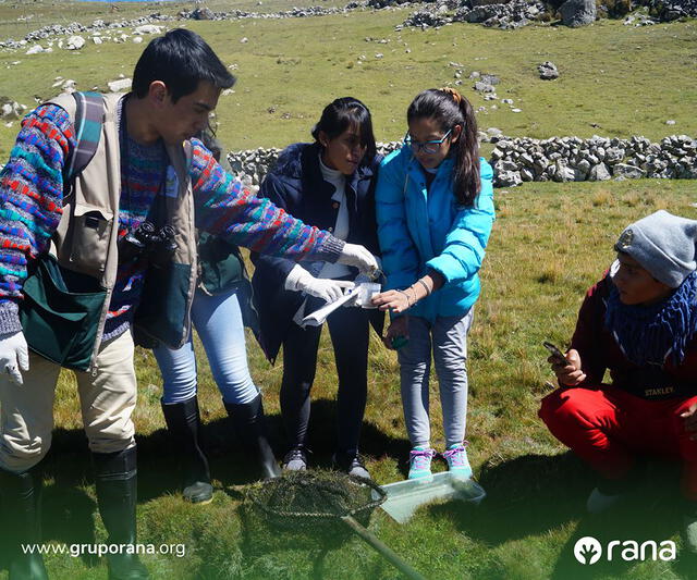 Junín: jóvenes se unen para promover la conservación de anfibios altoandinos del lago Chinchaycocha 