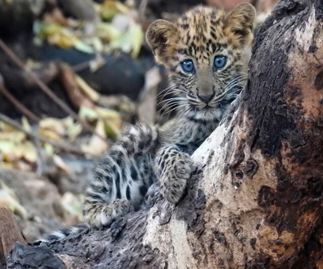 La neblina azul en los ojos del leopardo muestran que era muy joven. Foto: Dheeraj Mittal