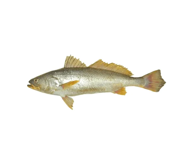  La charela, pescado ideal para hacer ceviche. Foto: Efood 