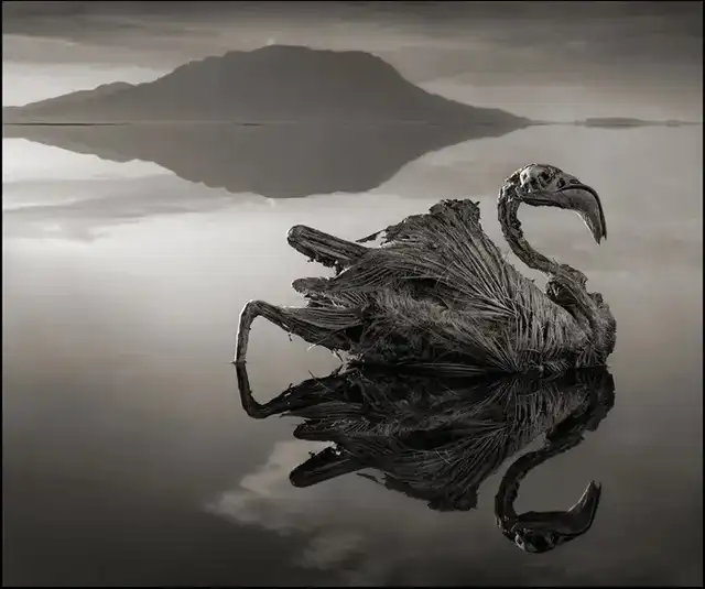 Flamenco calcificado en el lago Natron: Nick Brandt Flamenco calcificado en el lago Natron: Nick Brandt