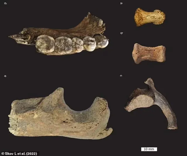 Se analizaron 17 restos de neandertales, que pertenecían a 13 individuos (11 de la cueva de Chagyrskaya y dos de la cueva de Okladnikov). Foto: Skov L. et. al. (2022) / Daily Mail