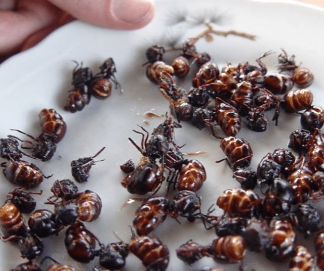 Las hormigas chicatanas son conocidas como ‘delicadeza regiona'. Foto: Gourmet de México