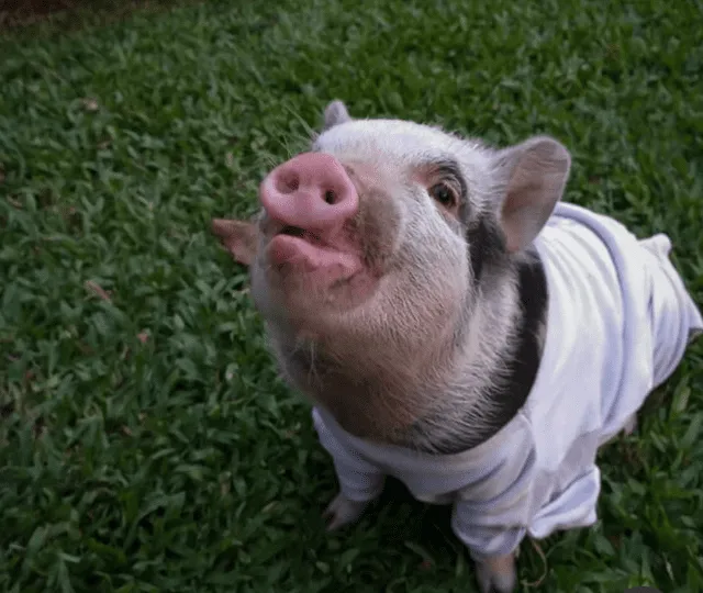 Viral | Fingió adoptar una mini pig para luego matarla y comerla con  amigos: fue denunciado penalmente | Facundo Medina | maltrato animal |  Argentina | Argentina | La República