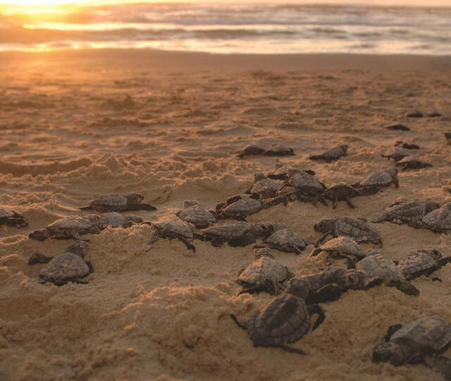  En el destino opera la Red Tortuguera de Los Cabos, reconocida en 2017 como el mejor proyecto sustentable de Latinoamérica, validado por la ONU y la PNUD. Foto: Los Cabos Travel&nbsp;<br>    