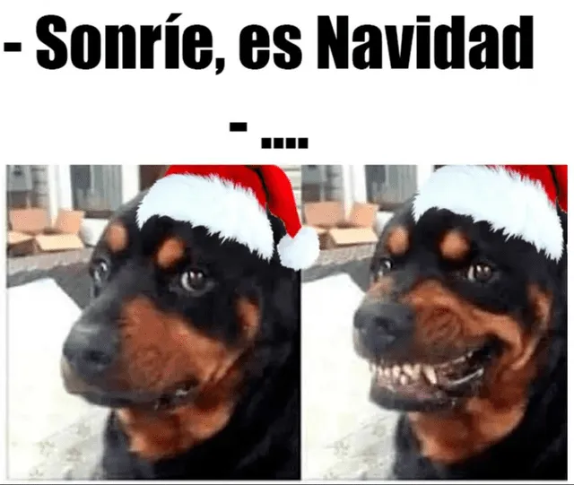 Meme navideño de Rottwailer.