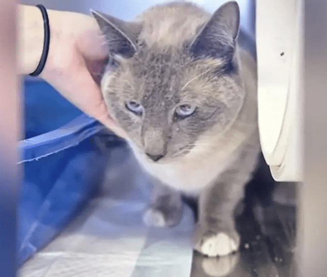 El felino apareció con un peso menor al que contaba antes de su desaparición en Yellowstone. Foto: NBC News.    