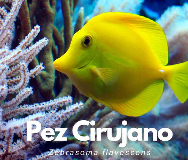 Pez cirujano.