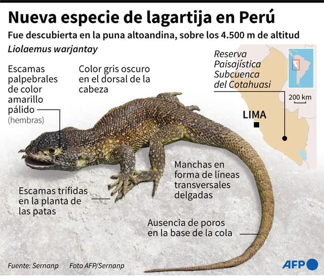 Ficha y localización de una nueva especie de lagartija descubierta en un área natural protegida en Arequipa, al sur de Perú. Foto: Gustavo Izus, Nicolas Ramallo / AFP / Sernanp