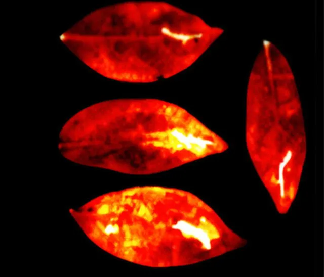  Emisiones de UPE de cuatro hojas de árboles paraguas. Foto: Journal of Physical Chemistry   