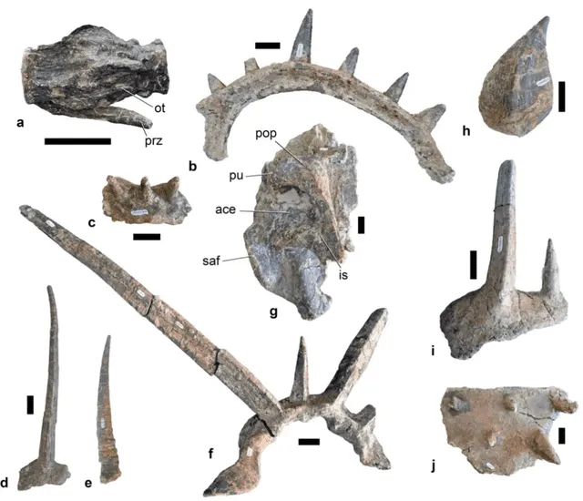  Huesos del espécimen parcialmente conservado de S. afer encontrado en 2023. Foto: Nature   