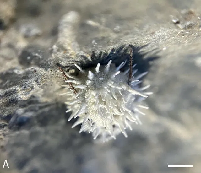  Espécimen encontrado en la pared de una cueva sobre el río Barran en la cueva Whitefathers. Foto: Fungal Systematics and Evolution   