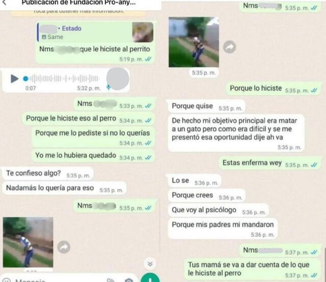 La estudiante publicó fotos de maltrato a Huellitas. Foto: Captura de pantalla Twitter    
