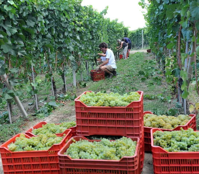 Las principales áreas que se beneficiarán de este aumento son la agricultura, la construcción, el turismo y los cuidados domésticos. Foto: EFE   