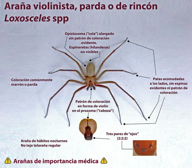 Araña violinista: ¿cómo identificar al animal, dónde aparece y qué tan grave es su picadura?