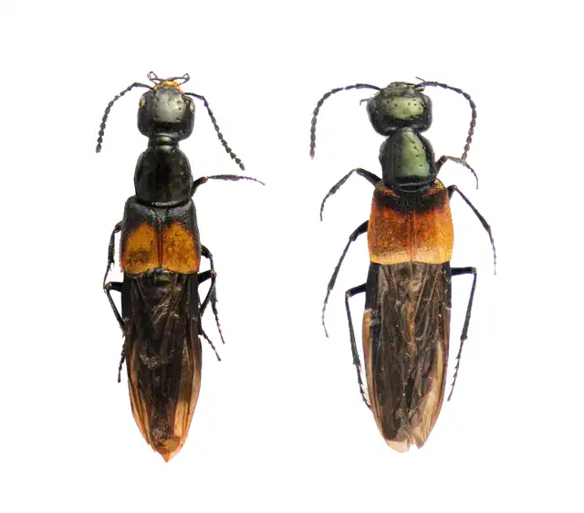  El museo de la UNSMM guarda ejemplares de las especies descubiertas. Foto: Museo de Historia Natural Mayor de San Marcos   