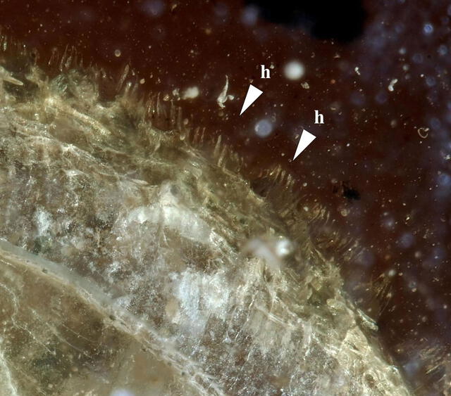 El margen de la concha de caracol está revestido de pequeños pelos. Foto: Senckenberg