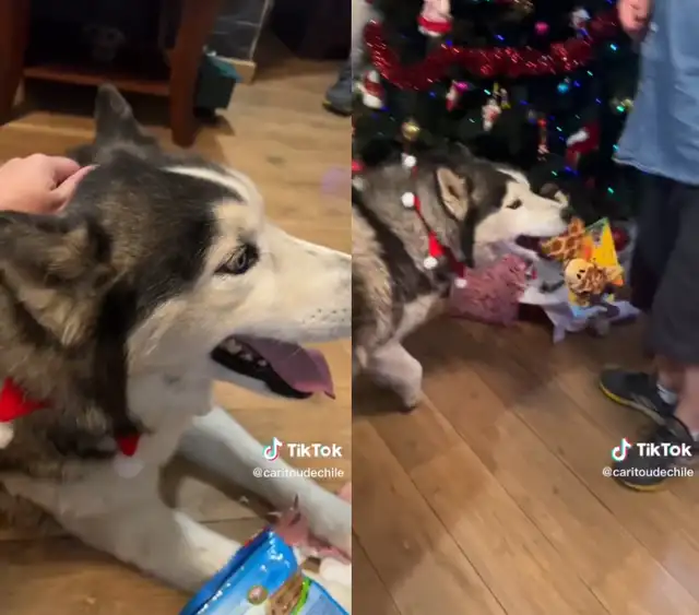 'Rakito', el perro, también recibió comida y un juguete por Navidad.