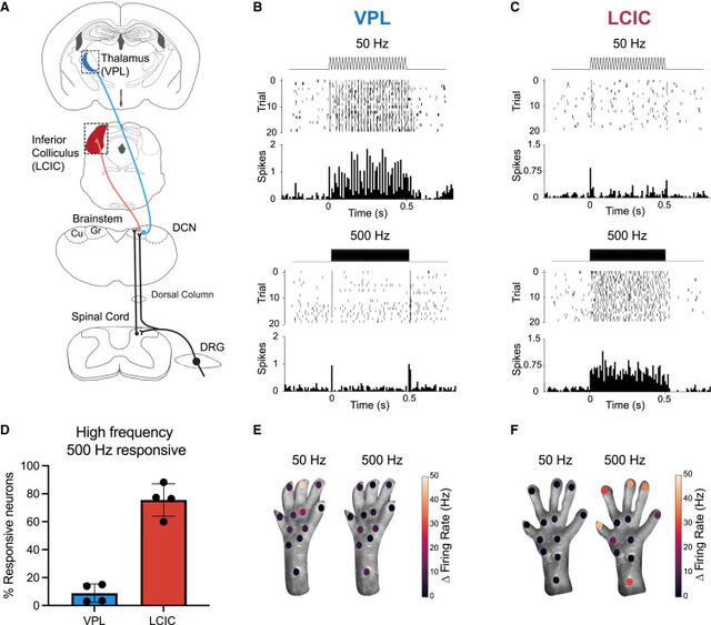  El estudio demuestra cómo las neuronas se sincronizan con los estímulos vibratorios mecánicos. Foto Cell   