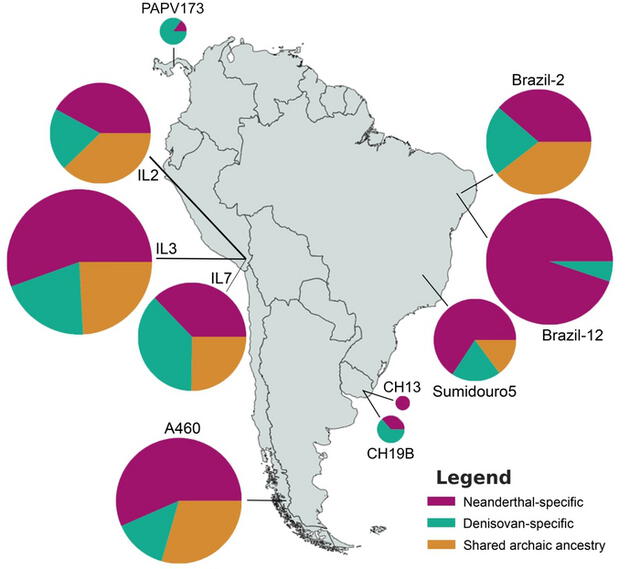 En el mapa se muestra la cantidad de genes compartidos en América del Sur. El morado revela genes neandertales; el verde, genes denisovanos y el amarillo, genes de un ancestro 'X' en común. Foto: Universidad Atlántica de Florida