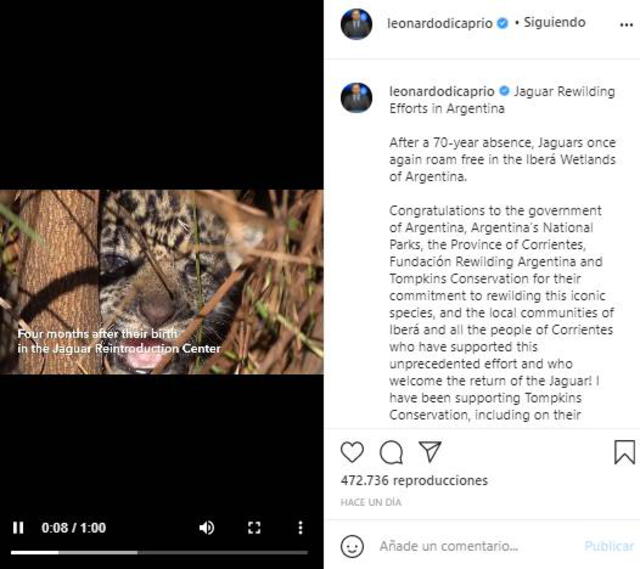 Leonardo DiCaprio felicita a Argentina por la preservación de los jaguares