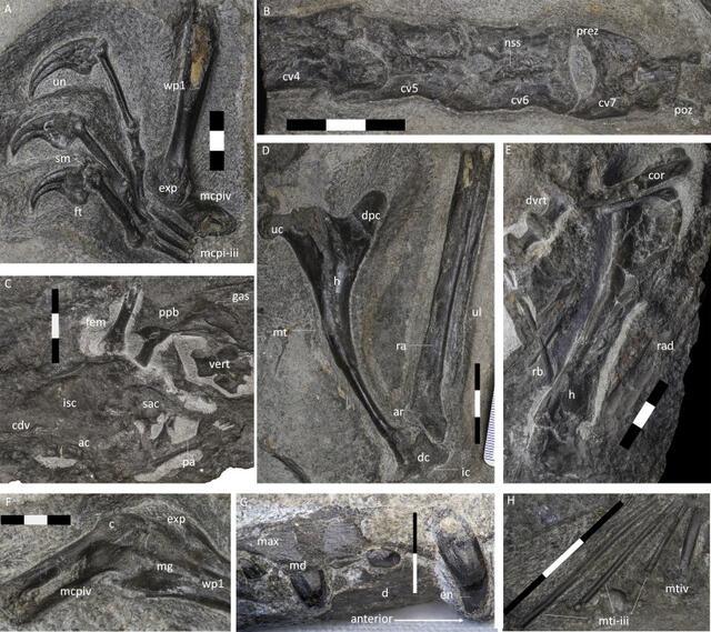 Restos fósiles de Dearc sgiathanach, el pterodáctilo más grande descubierto hasta la fecha. Foto: Natalia Gajieltska, et. al., 2022