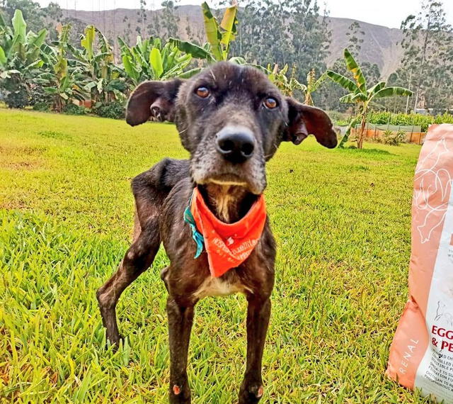 Negrito luego de ser rescatado. Foto: Roxxana Valiente