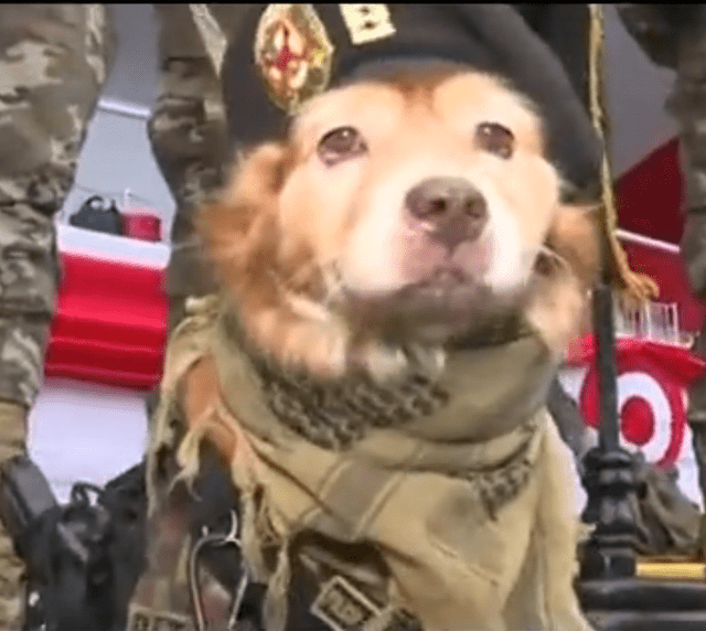 El perro policía 'Chato' en el Desfile Militar 2023. Foto: Panamericana TV   
