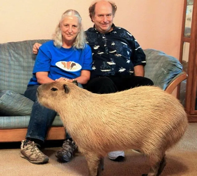  Los capibaras pueden llegar a pesar 60 kilogramos y medir hasta 1.20. Foto: The Sun.<br><br>    