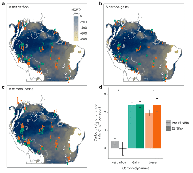  Cambios de carbono en la superficie en 123 parcelas de bosques neotropicales durante el evento de El Niño de 2015-2016. Foto: Nature   