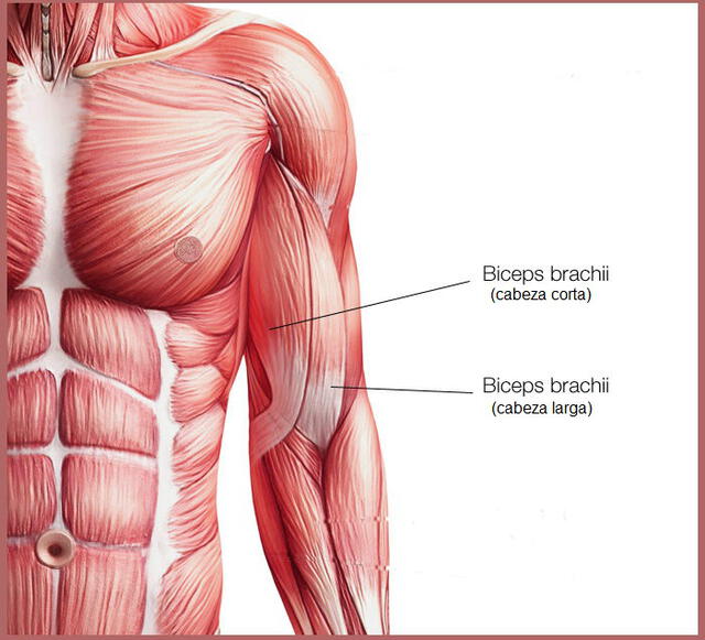 Las contracciones excéntricas de los bíceps aumentan la fuerza física | Foto: Power Explosive