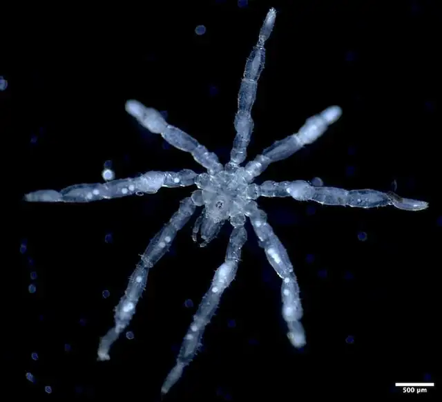 Fotografía de la nueva araña marina descubierta. Fotografía de la nueva araña marina descubierta.