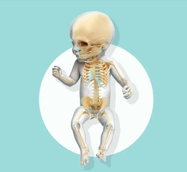 El esqueleto de un bebé tiene más huesos que el de adulto humano.