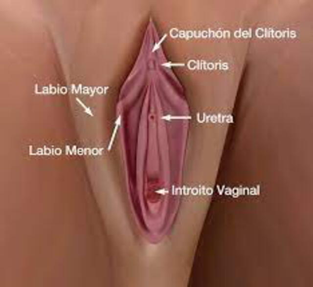 vagina - vulva