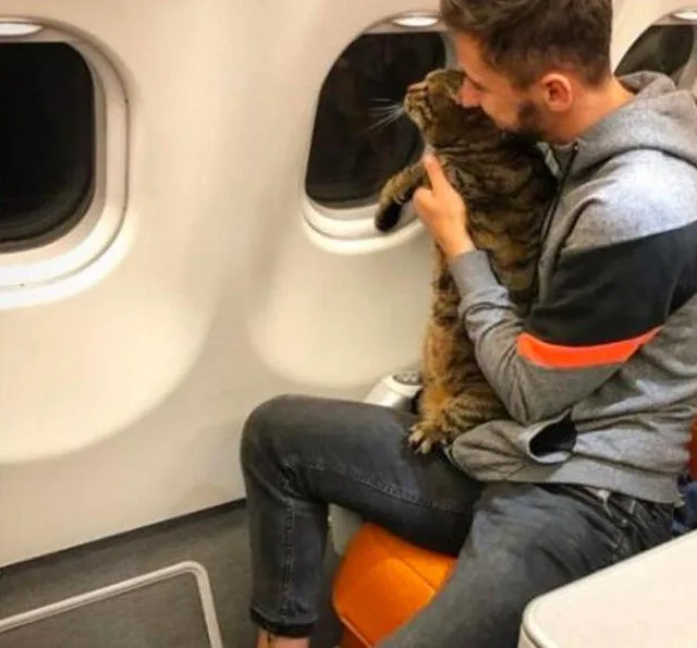  Los viajeros deben consultar al veterinario para conocer su estado de salud si puede o no hacer el viaje en avión. Foto: Mascotas.com.    