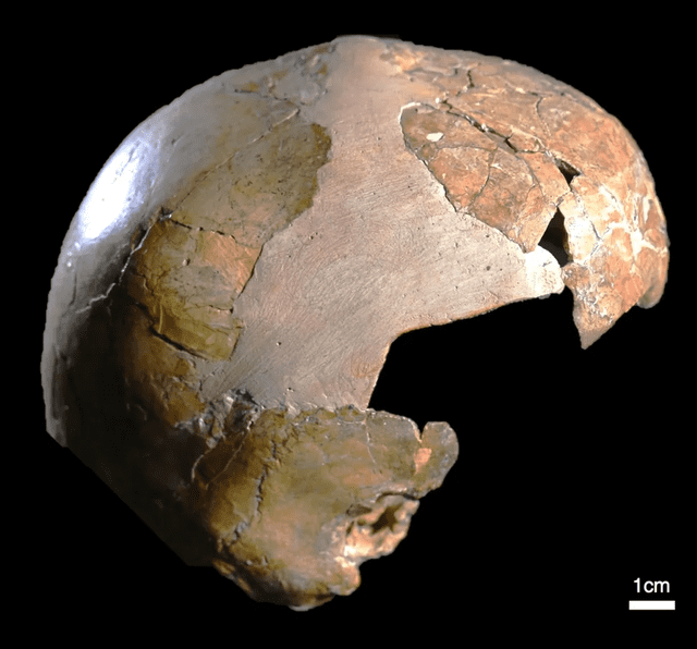 El cráneo del niño presenta una mezcla de características que parecen coincidir con las del Homo sapiens y los neandertales modernos. Foto: Universidad de Tel Aviv El cráneo del niño presenta una mezcla de características que parecen coincidir con las del Homo sapiens y los neandertales modernos. Foto: Universidad de Tel Aviv