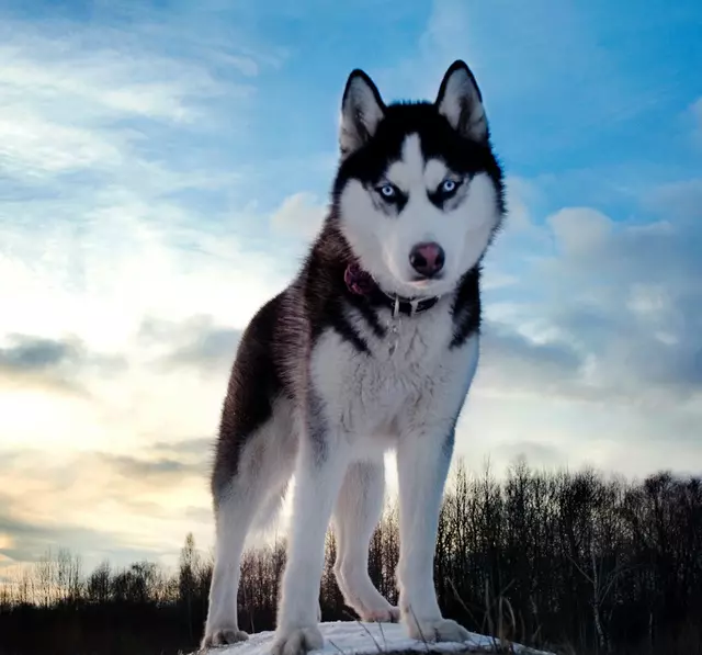 Por qué los perros aúllan como lobos? Descubre la curiosa razón según  expertos | Mascotas | Perros | Lobos | Aullidos | lrtm | Respuestas | La  República