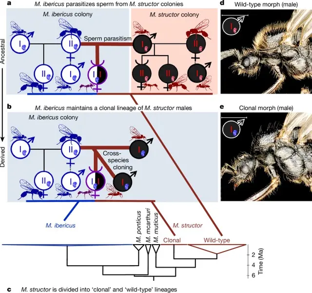 El proceso de clonación en las hormigas Messor ibericus tiene una característica genética peculiar. Foto: Nature.   